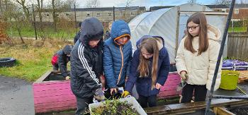 Four Bargarran Primary School pupils preparing the school allotment